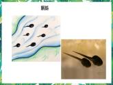 1.5《當(dāng)環(huán)境改變了》教科版五下科學(xué) 課件+教案