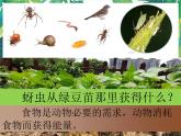 1.6《食物链与食物网》教科版五下科学 课件+教案