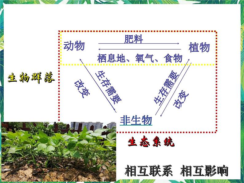 五年级下册科学课件  1.7《设计和制作生态瓶》（教科版   18张ppt)第5页