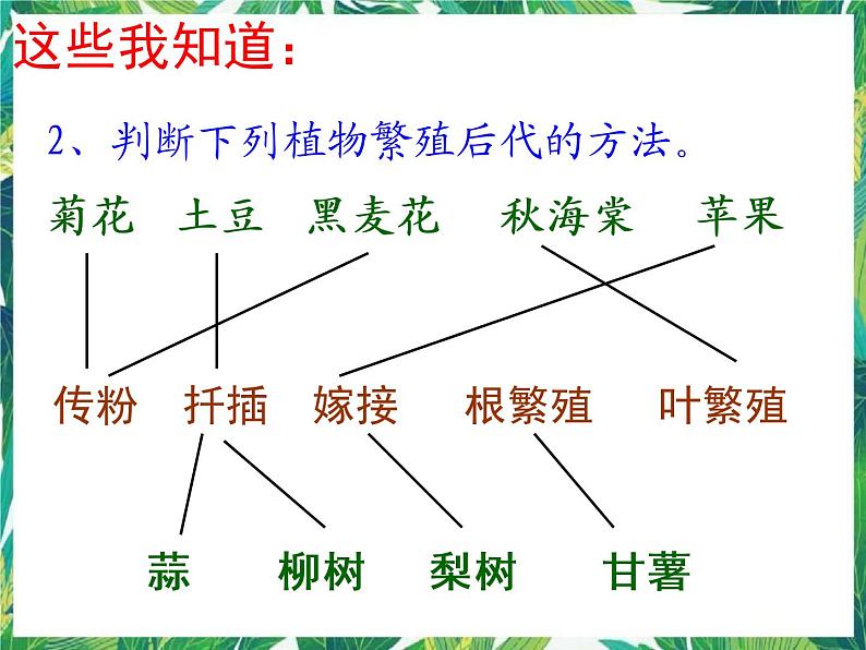 2.3 翩翩雌与雄 课件+教案+学案03