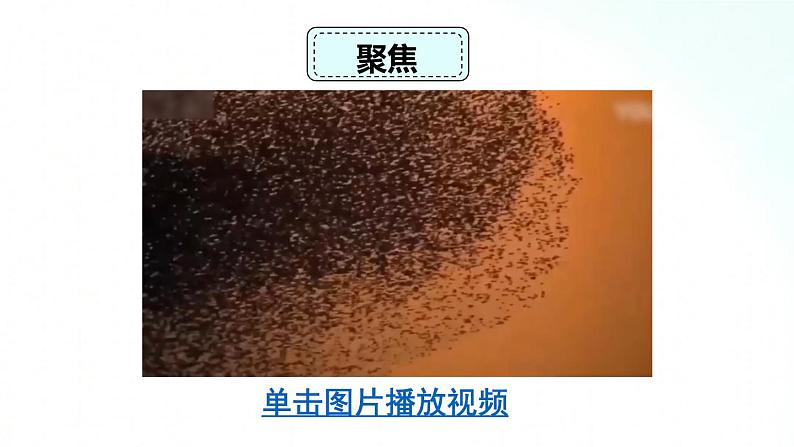 教科版六年级下册 2.4 《多种多样的动物》 课件+视频素材03