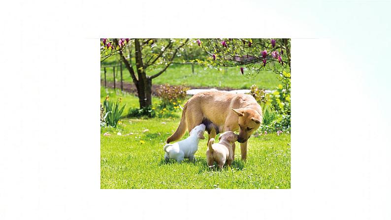 教科版六年级下册 2.4 《多种多样的动物》 课件+视频素材07