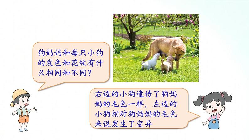 教科版六年级下册 2.4 《多种多样的动物》 课件+视频素材08