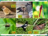 1.《校園生物大搜索》課件+教案+視頻
