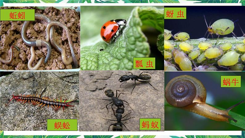 教科版六年级科学下册1.《校园生物大搜索》教学课件第3页