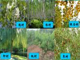 1.《校園生物大搜索》課件+教案+視頻