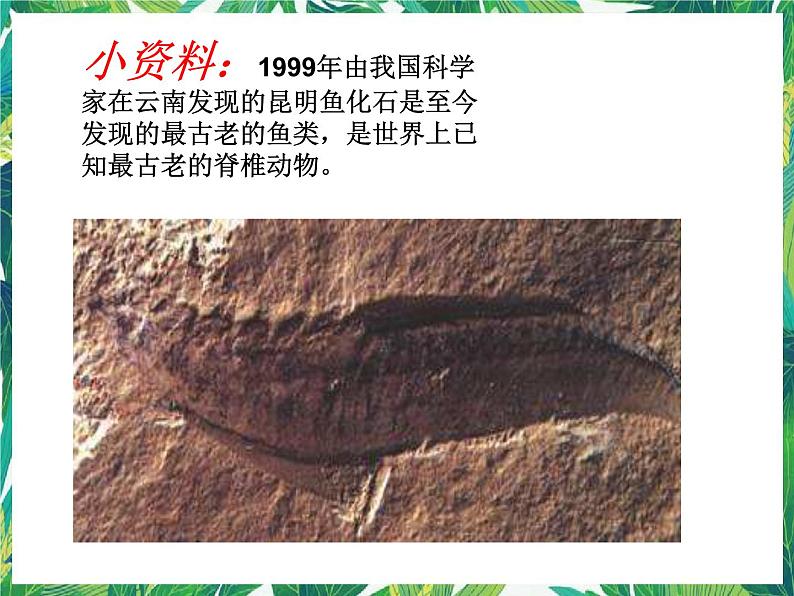 教科版六年级科学下册6.《古代生物的多样性》教学课件第5页