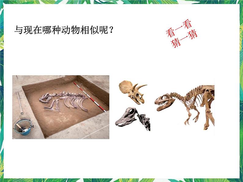 教科版六年级科学下册6.《古代生物的多样性》教学课件第6页