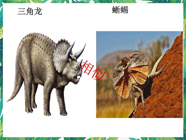 教科版六年级科学下册6.《古代生物的多样性》教学课件第8页