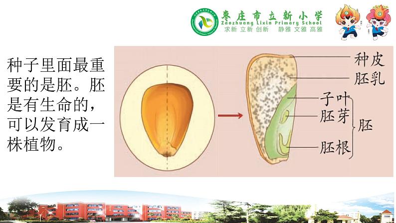 新青岛版科学三年级下册 13 种子发芽了 课件PPT05