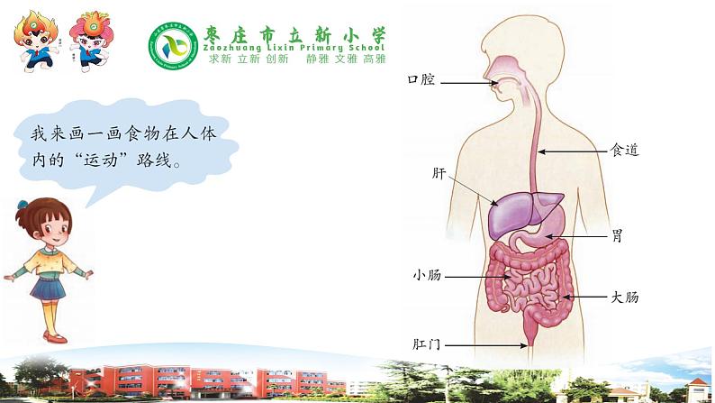 新青岛版科学三年级下册 19 食物到哪里去了 课件PPT04