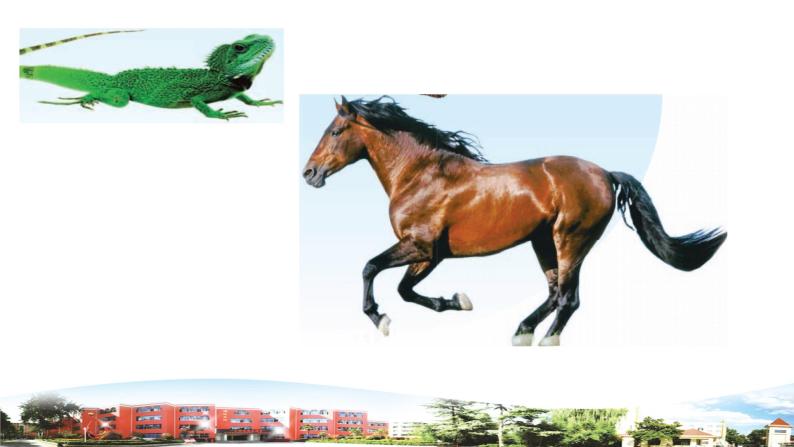 新青岛版科学六三制一年级下册 6 动物的运动 课件PPT04