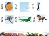 新青岛版科学六三制一年级下册 6 动物的运动 课件PPT