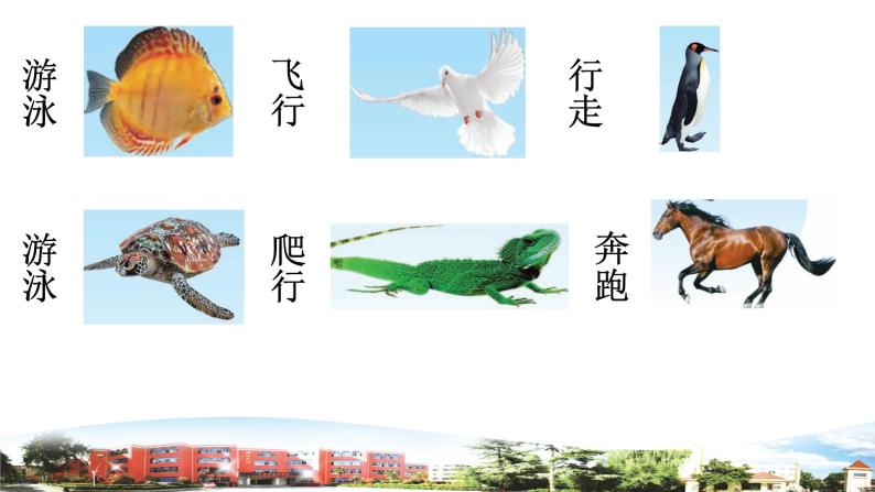 新青岛版科学六三制一年级下册 6 动物的运动 课件PPT05