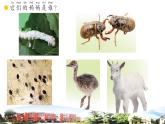 新青岛版科学六三制一年级下册 7 小动物找妈妈 课件PPT