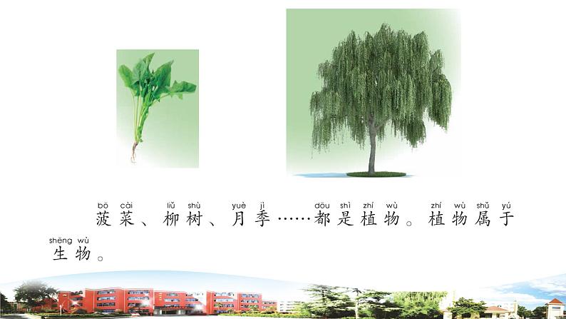 新青岛版科学六三制一年级下册 8 我们周围的植物 课件PPT04