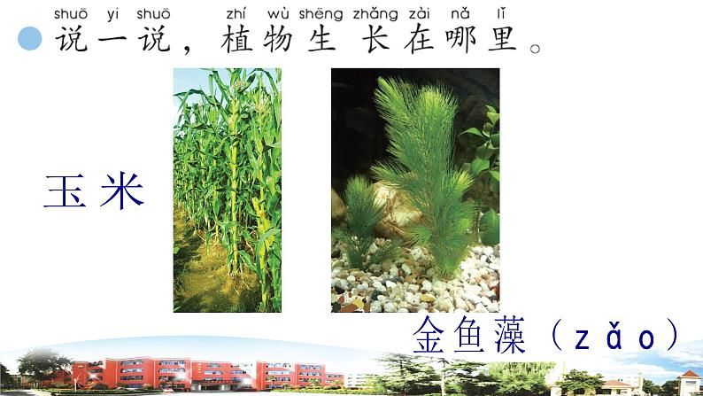 新青岛版科学六三制一年级下册 8 我们周围的植物 课件PPT05