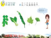 新青岛版科学六三制一年级下册10 看叶认植物 课件PPT
