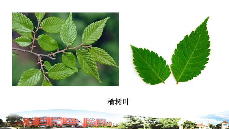 新青岛版科学六三制一年级下册10 看叶认植物 课件PPT04