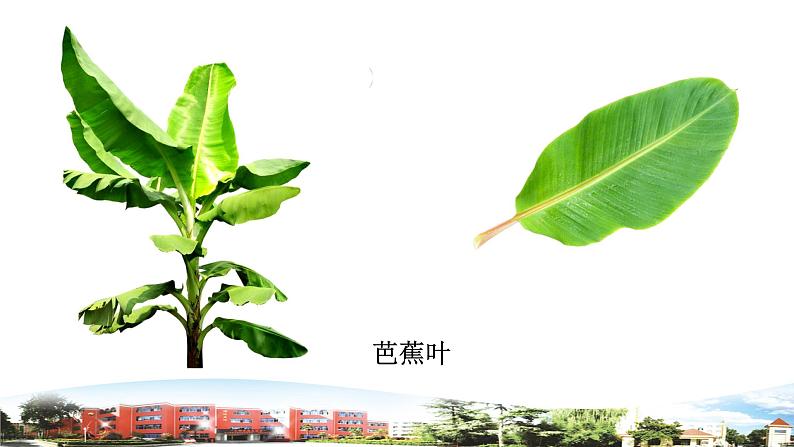 新青岛版科学六三制一年级下册10 看叶认植物 课件PPT06