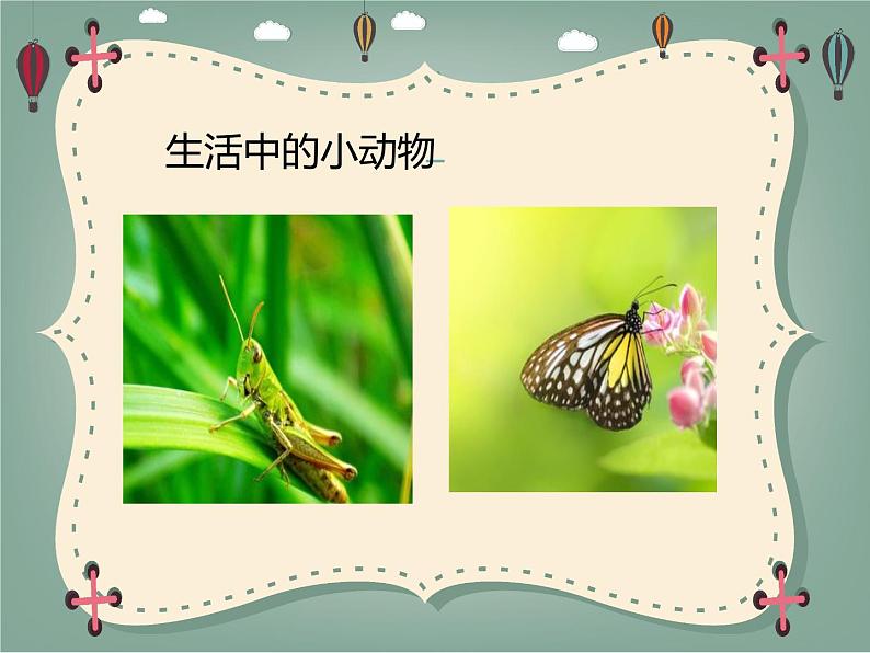新粤教粤科版科学一下 4.13 观察小动物 PPT课件+教案02