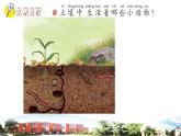新青岛版科学六三制一年级下册14 土壤中的小动物 课件PPT