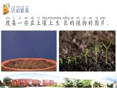 新青岛版科学六三制一年级下册12 土壤与植物 课件PPT