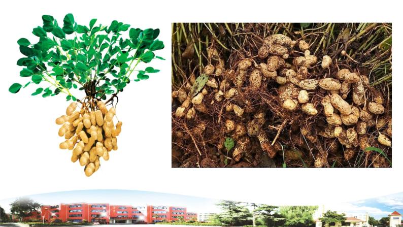 新青岛版科学六三制一年级下册12 土壤与植物 课件PPT06