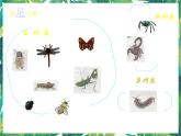 3.4昆虫 课件+教案