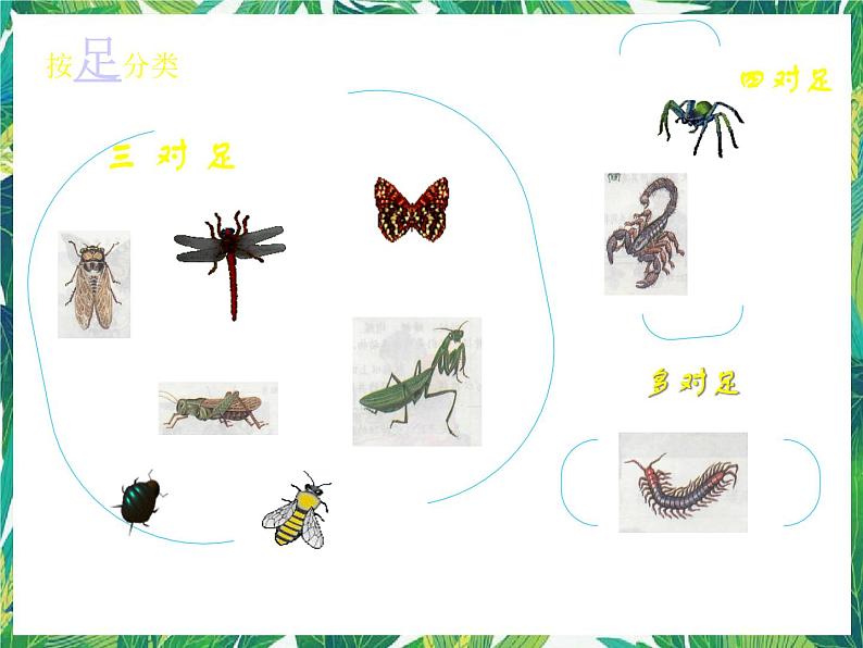 三年级下册科学课件－3.4昆虫  ｜湘科版（一起）          (共14张PPT)第3页