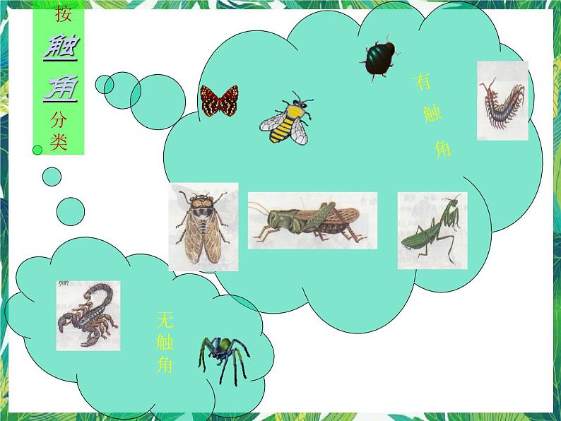 三年级下册科学课件－3.4昆虫  ｜湘科版（一起）          (共14张PPT)第4页