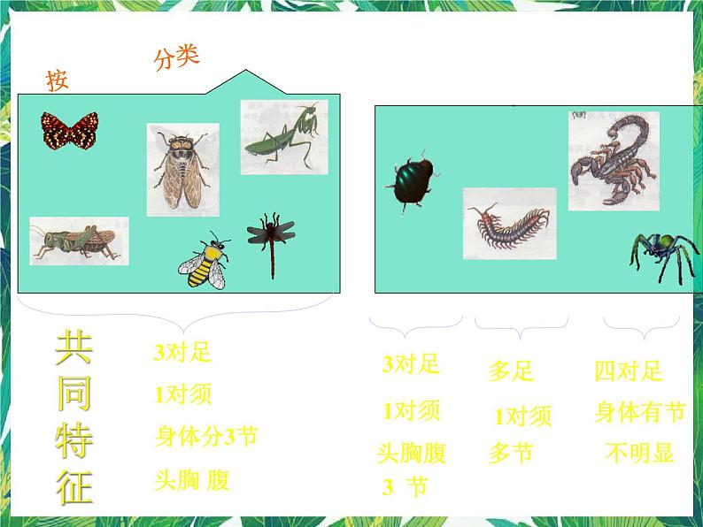 三年级下册科学课件－3.4昆虫  ｜湘科版（一起）          (共14张PPT)第6页