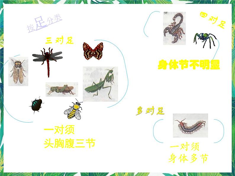 三年级下册科学课件－3.4昆虫  ｜湘科版（一起）          (共14张PPT)第7页
