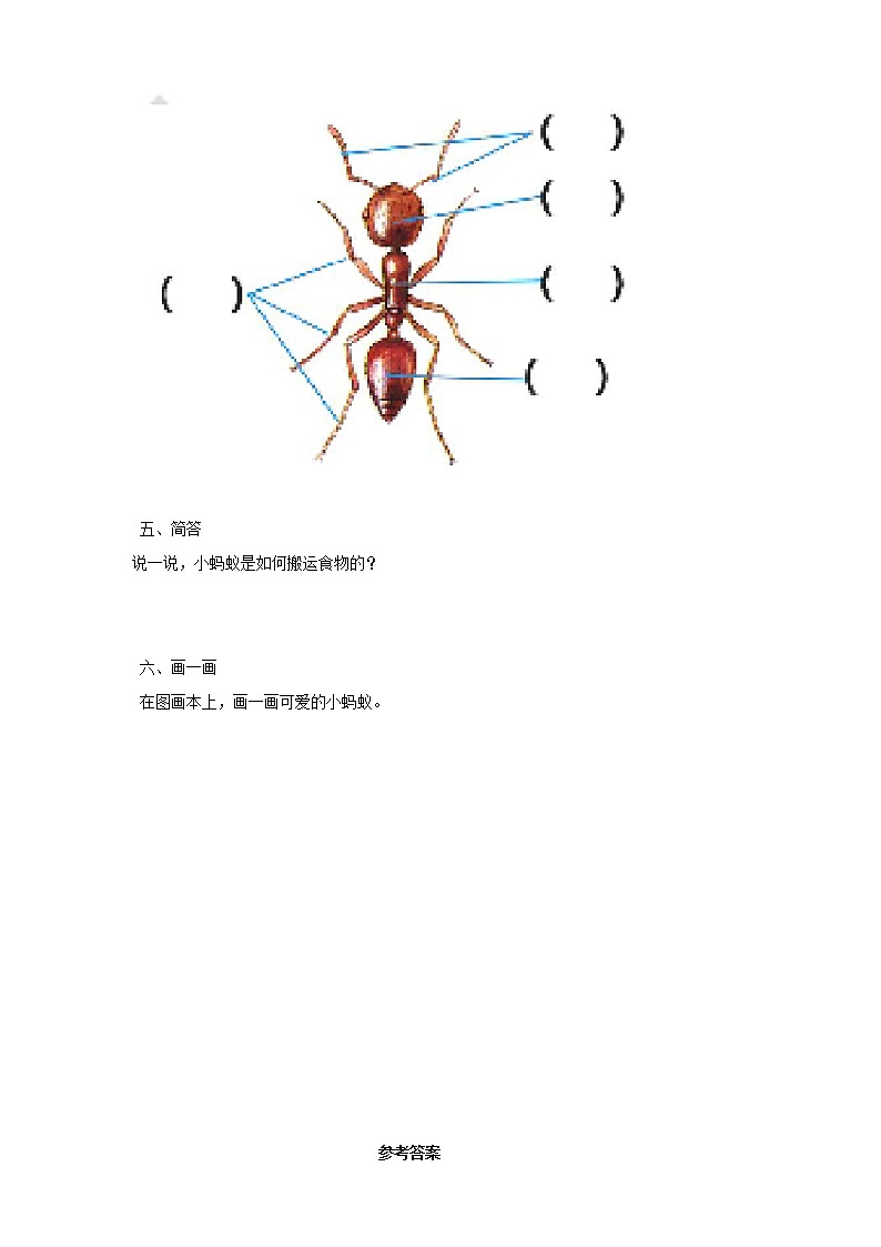 粤教粤科版二年级下册科学1.2 校园里的蚂蚁同步练习（有答案）02