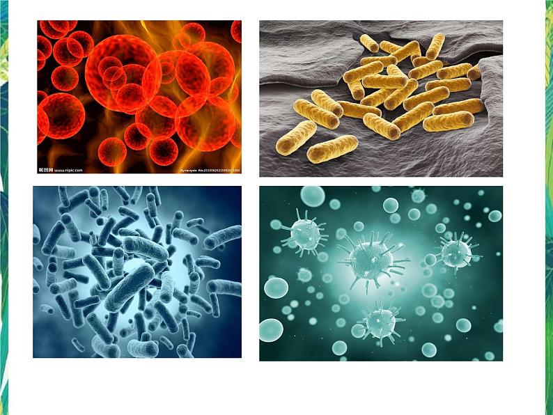 五年级下册科学课件－3.3 微生物的生活 湘教版第2页