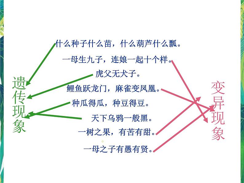 五年级下册科学课件－4.1从种瓜得瓜说起 湘教版第5页