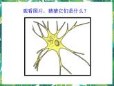 五年级下册科学课件－3.1解开生物体结构的秘密 湘教版