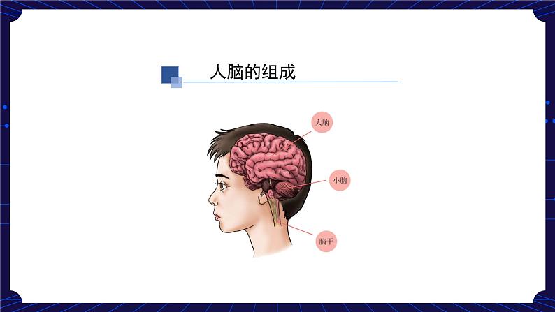 9. 新鄂教人教版科学五下 9 脑的功能 课件PPT+教案+视频05