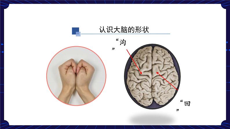 9. 新鄂教人教版科学五下 9 脑的功能 课件PPT+教案+视频07