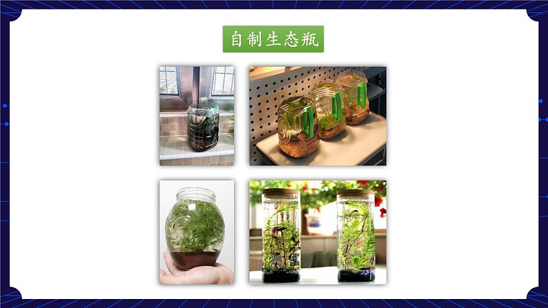 新人教鄂教版科学六下 1 生物的栖息地 PPT课件+教案（第二课时)02