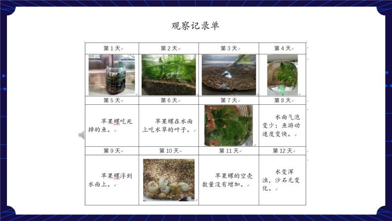 新人教鄂教版科学六下 1 生物的栖息地 PPT课件+教案（第二课时)05