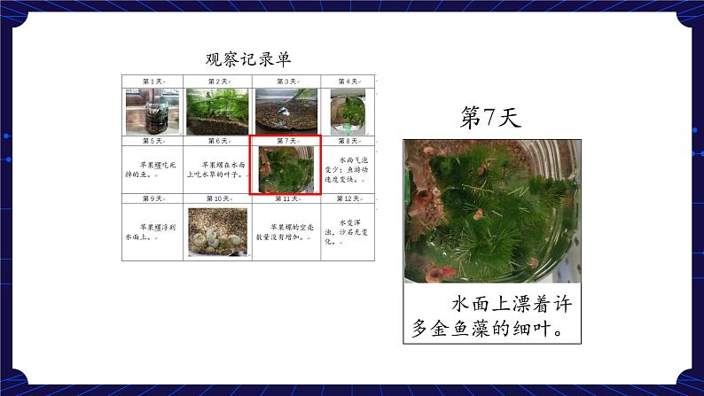 新人教鄂教版科学六下 1 生物的栖息地 PPT课件+教案（第二课时)06
