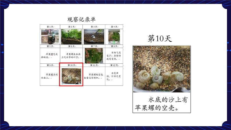 新人教鄂教版科学六下 1 生物的栖息地 PPT课件+教案（第二课时)07