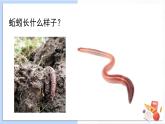 1.4《蚯蚓的选择》课件+素材（送教案）