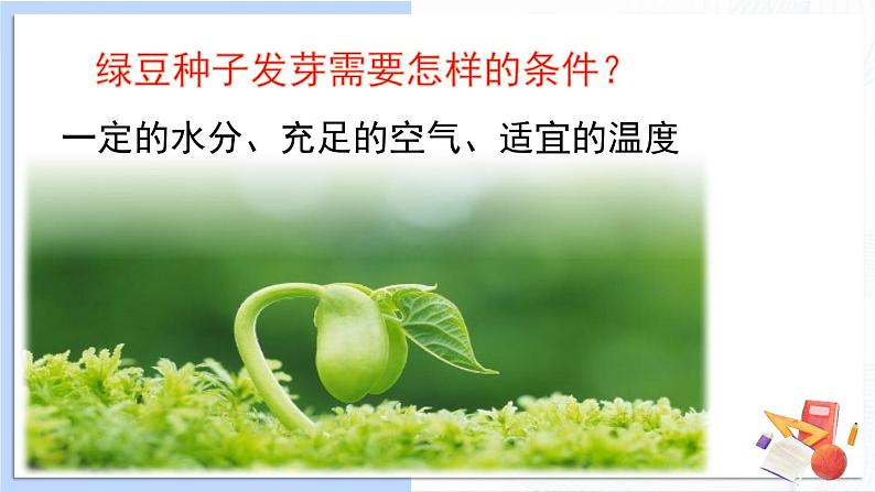 1.3《绿豆苗的生长》课件+素材（送教案）02