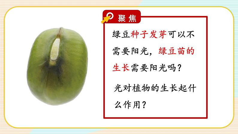 1.3《绿豆苗的生长》课件+素材（送教案）03