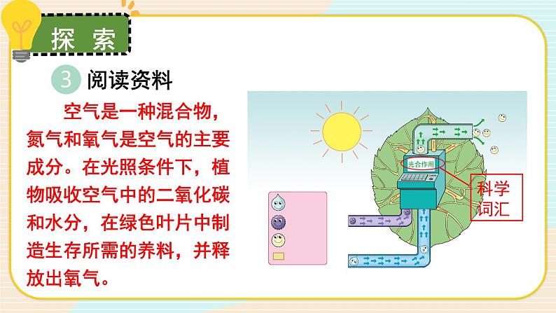 1.3《绿豆苗的生长》课件+素材（送教案）08