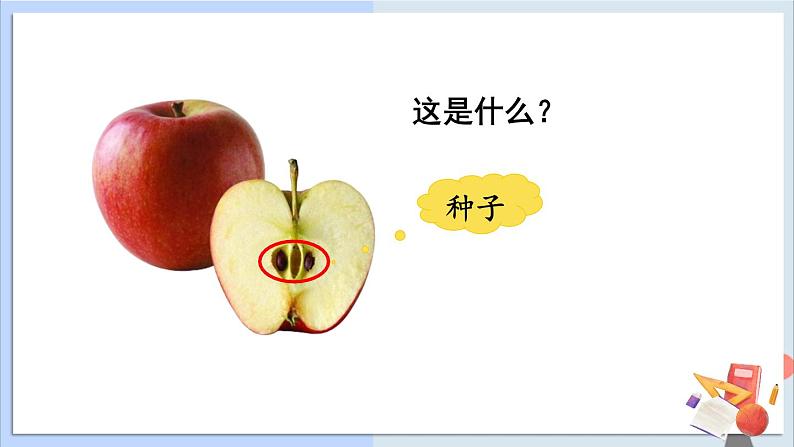 1.1《种子发芽实验》课件+素材（送教案）02