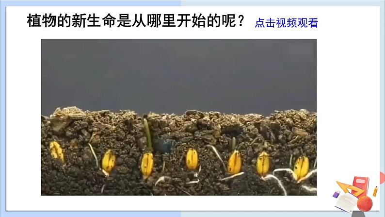 1.1《种子发芽实验》课件+素材（送教案）03