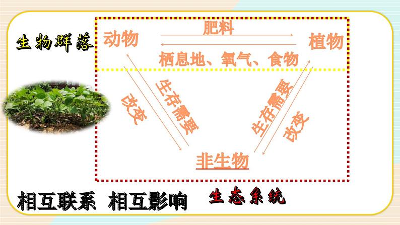 1.7《设计和制作生态瓶》课件+素材（送教案）05